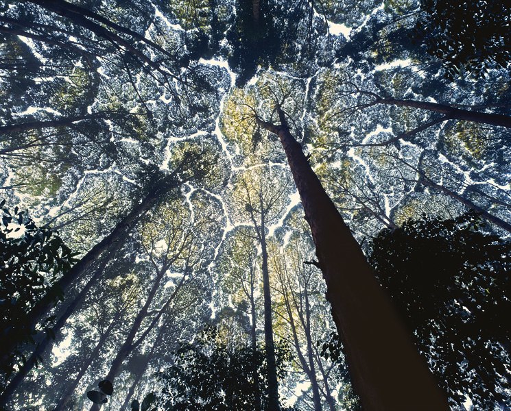 kapur trees