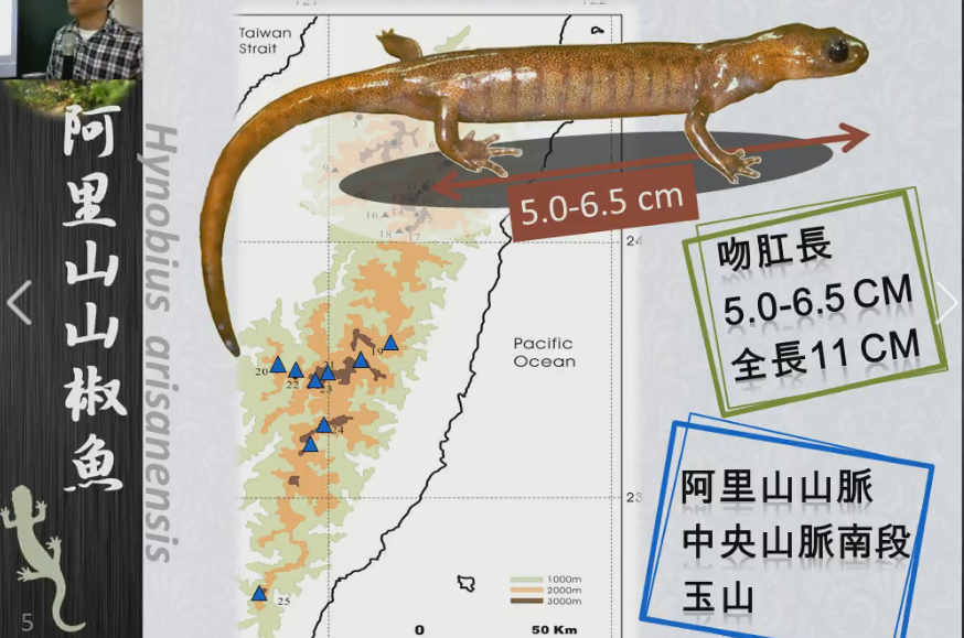 阿里山山椒魚
