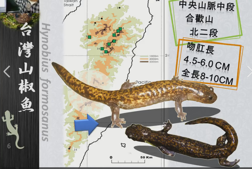 台灣山椒魚