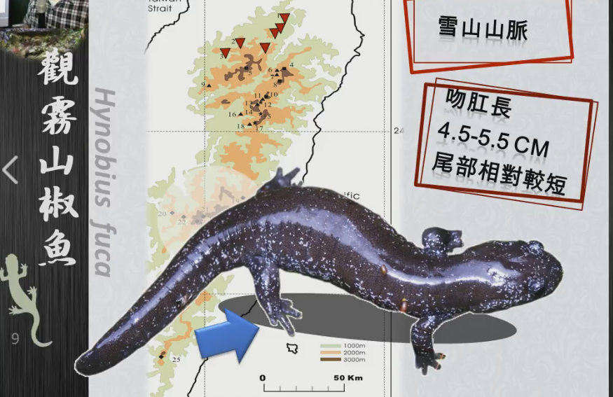 觀霧山椒魚