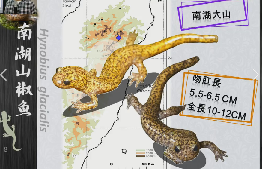 南湖山椒魚