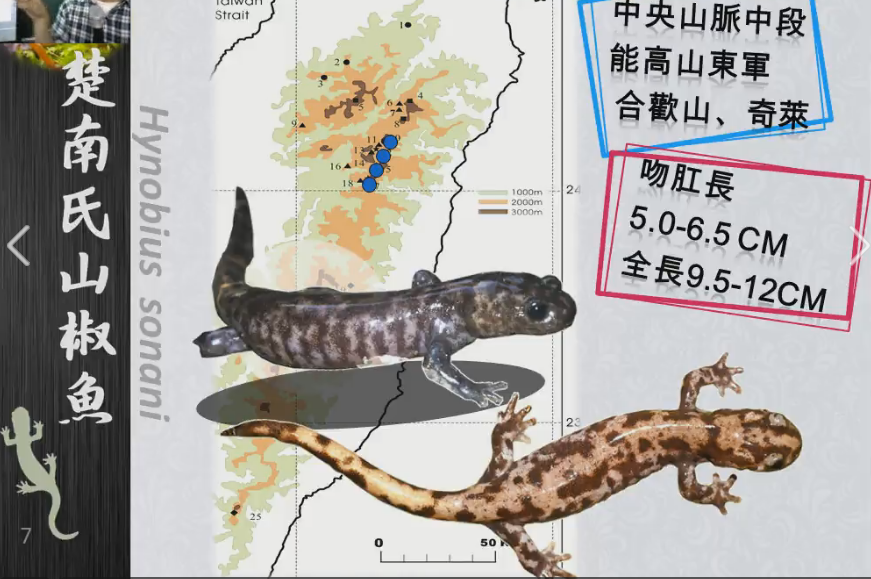 楚南氏山椒魚