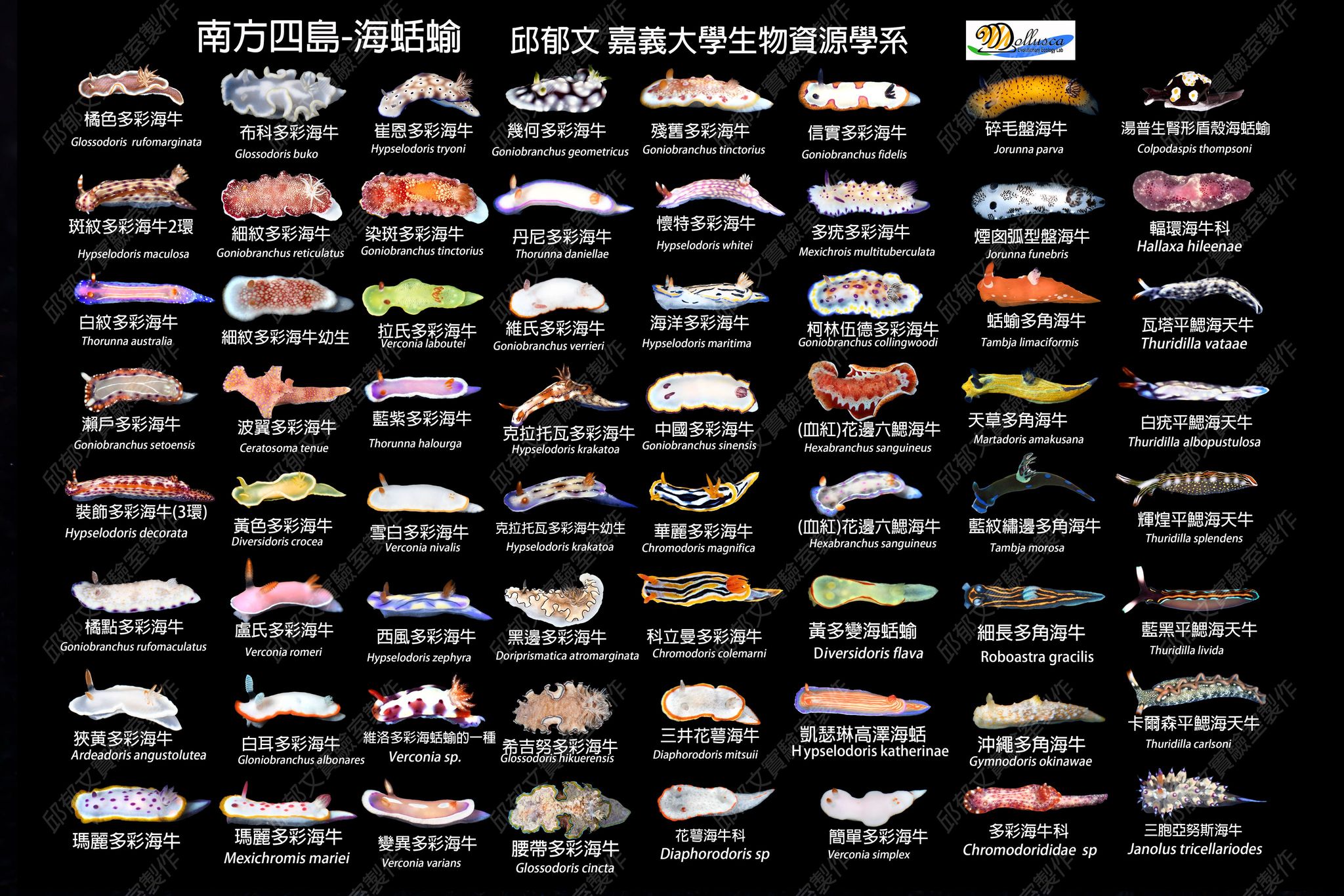 國立嘉義大學生物資源系::邱郁文::南方四島海蛞蝓