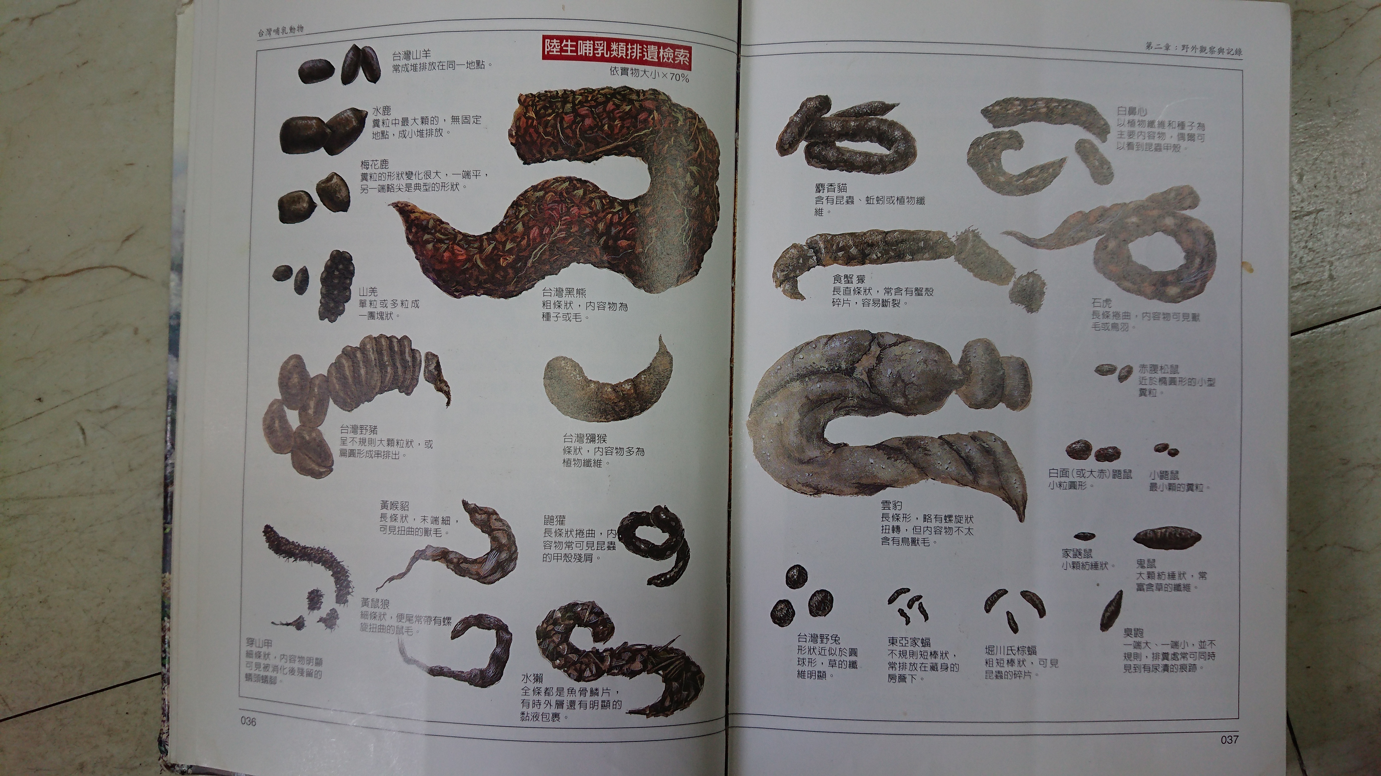 哺乳動物排遺檢索